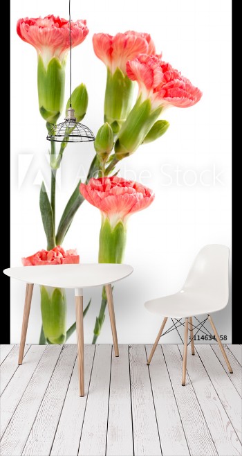 Picture of Pink carnations on a white background